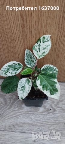 Хибискус вариегатен, снимка 1