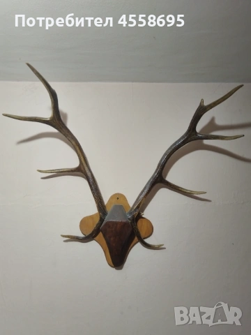 Еленови рога