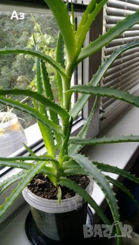 продавам цветя Алое лечебно, снимка 2 - Стайни растения - 52135889