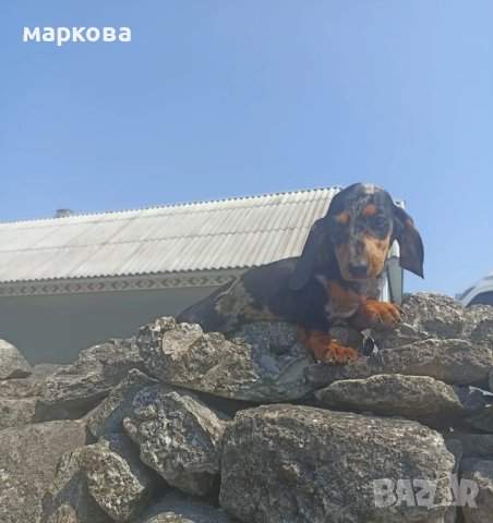 дакел дългокосмест и мерле, снимка 2 - Дакели - 33102869