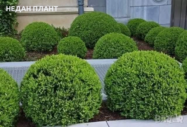 Кълбовидна туя "Даника"