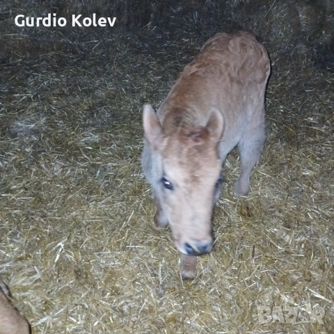 Телета , снимка 6 - Крави - 53837055