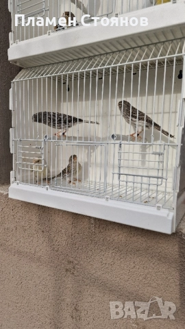 Ахат жълта мозайка,16 мъжки 14 женски., снимка 7 - Канари - 52721354