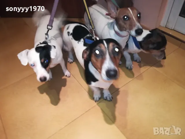 ОФИЦИЛЕН ПРЕСТАВИТЕЛ НА ДЖАК РЪСЕЛ ЗА ВИДИН 2801251428