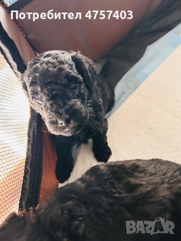 Пудел Той , снимка 6 - Пудели - 53740380