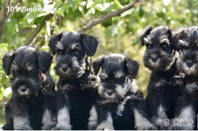 Цверг Шнауцери черно сребро