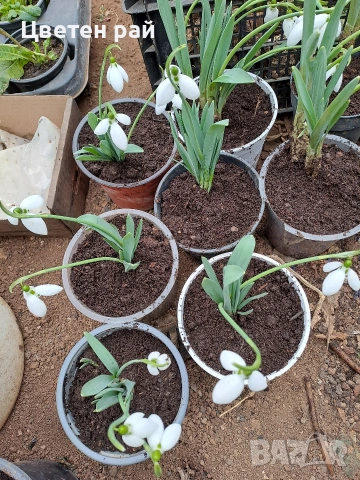 Кокичета в саксия , снимка 5 - Градински цветя и растения - 53455316