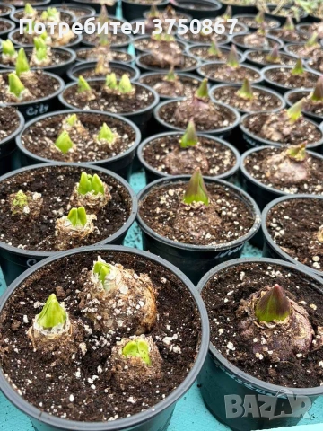 🌸🌿💞 Зюмбюл в саксия (Hyacinthus), снимка 10 - Градински цветя и растения - 53385103