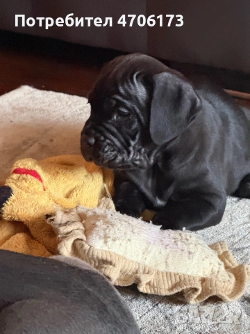 Кане Корсо / Cane Corso, снимка 10 - Кане корсо - 53065228