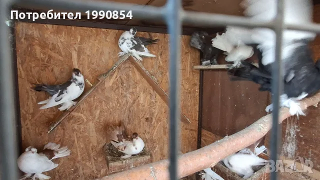 продавам руски гълъби, снимка 2 - Гълъби - 56182073