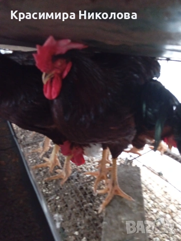 Продавам петли червени катунци., снимка 4 - Кокошки и пуйки - 53192837