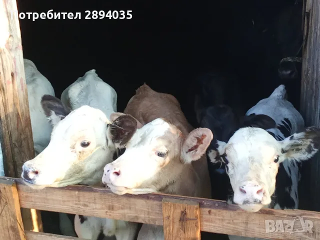 бозайници 6 бройки , снимка 7 - Крави - 55800680