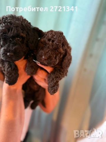 Мини пуделчета, снимка 7 - Пудели - 52762580