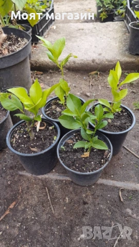 Цитрусови растения – Лимон , Портокал , Мандарина, Грейфрут ,Кумкуат , Лайм , Див лимон и Каламондин, снимка 16 - Градински цветя и растения - 53632778