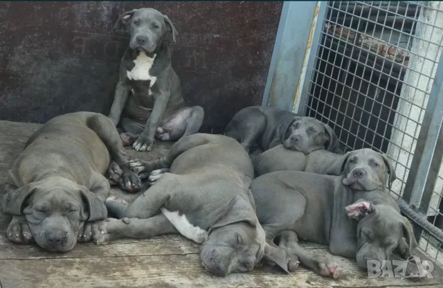 Америщанско Були Хл American bully Xl 