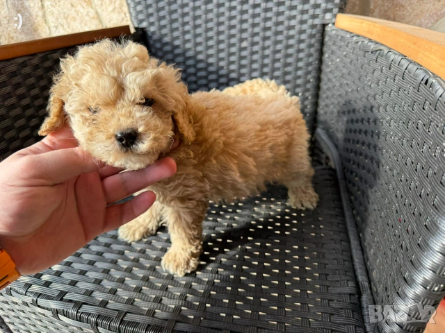 Мини Пудели Актуално от 7.1.2026, снимка 2 - Пудели - 52971791