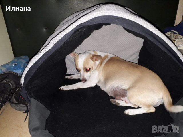 Къща за домашен любимец 