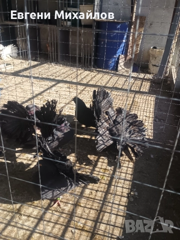 Фенерлии , снимка 4 - Гълъби - 52405319