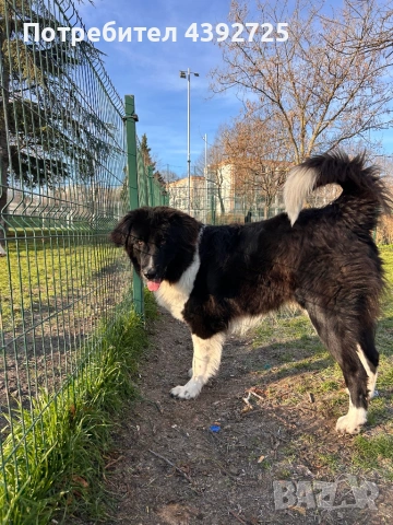 Мъжко каракачанско куче , снимка 2 - Каракачанска овчарка - 53601779