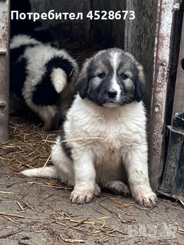Продавам малки кученца, снимка 2 - Каракачанска овчарка - 53146650