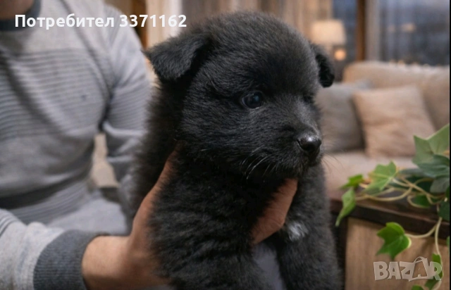  Померан шпиц