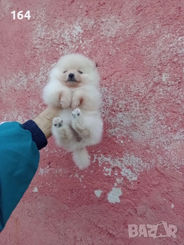 Малък Шпиц - Померан. Снимки от днес, снимка 4 - Померан - 52874429