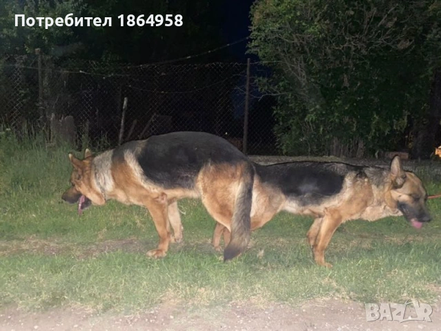 Женски Немски Овчарки ДОСТАВКА, снимка 7 - Немска овчарка - 53074193