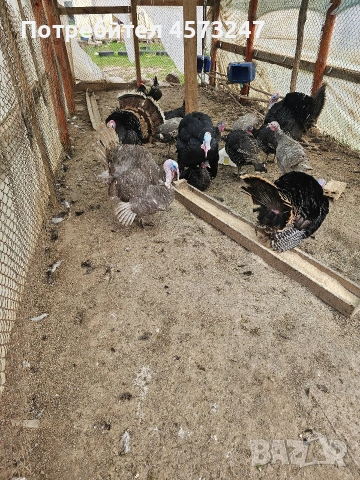 женски мъшки пуики, снимка 2 - Кокошки и пуйки - 53769121