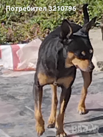 Продавам малки сърнисти пинчери , снимка 6 - Пинчер - 52129923