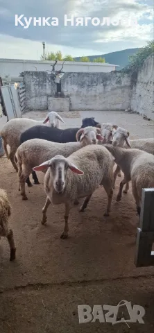 Продавам мъжки шишета, снимка 2 - Овце - 51152827