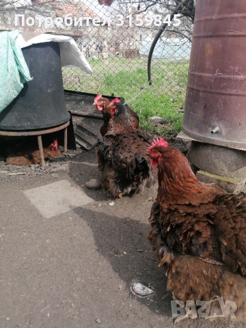 Яйца катунски кокошки червена линия , снимка 7 - други­ - 44797078