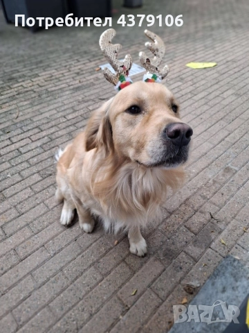 Голдън ретривър момче родословен баща, снимка 17 - Голдън ретривър - 52909387