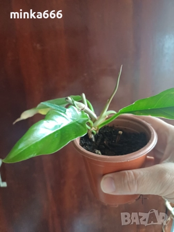 Филодендрон, снимка 2 - Стайни растения - 52720599