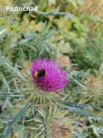 Шипки пресни плод,билки,витамини, чай, снимка 6 - Хранителни добавки - 47523454