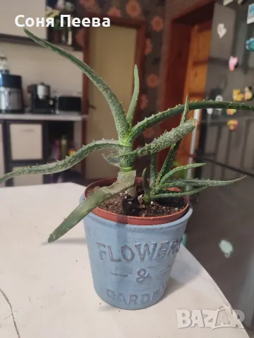 Алое, снимка 1