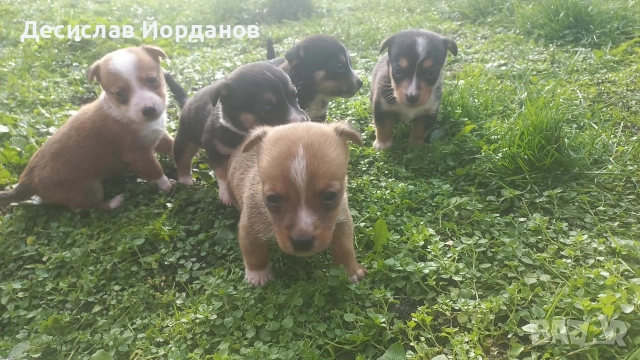 Джак Ръсел Териер, снимка 8 - Джак ръсел териер - 52733963