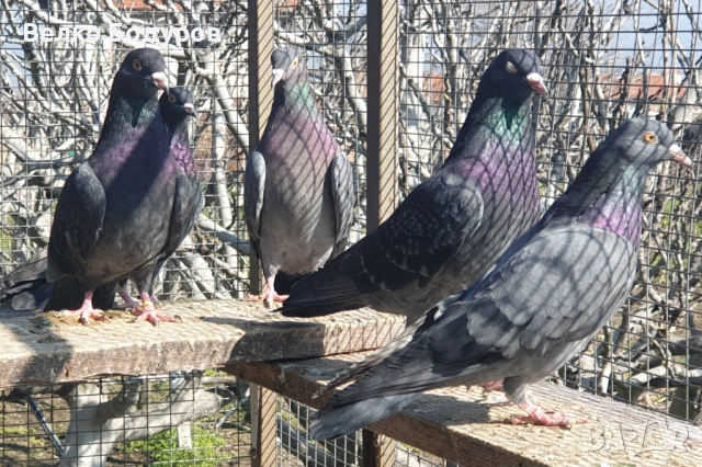 Пазарджишки високо летци. , снимка 5 - Гълъби - 52265511