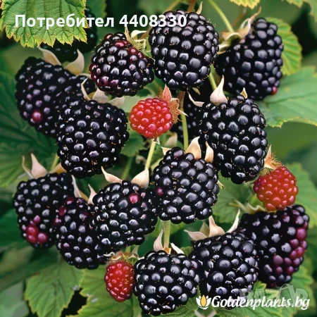 Продавам разсад къпина сорт Торнфрий, снимка 2 - Разсади - 53762727