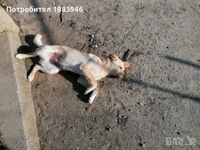 Подарявам кученце, снимка 4 - Други - 53578840