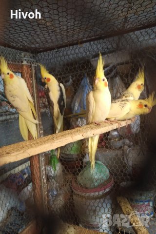 Папагали Корели млади 2025, снимка 2 - Папагали - 41400944