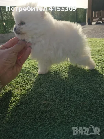 Мини Померан, снимка 4 - Померан - 48347965
