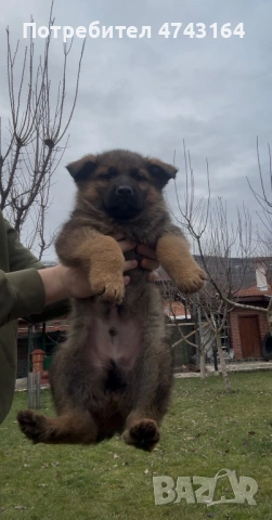 Чистокръвни Немски Овчарки, снимка 5 - Немска овчарка - 53542207