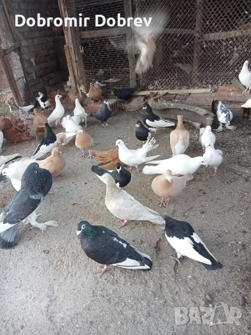 Гълаби , снимка 13 - Гълъби - 52928655