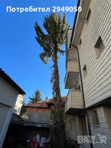 Премахване и кастрене на опасни дървета, снимка 6 - Други услуги - 49334998