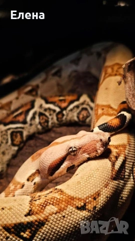 Боа Удушвач / Boa Constrictor 