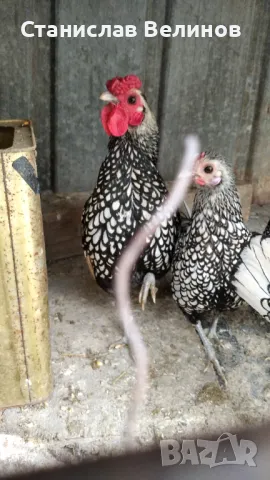 Продавам  петлета Зибрай