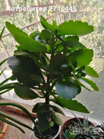 Лечебно Каланхое , снимка 2 - Стайни растения - 48438559