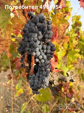 🍇 ПРОДАВАМ ВИНЕНО ГРОЗДЕ МЕРЛО – ДИРЕКТНО ОТ ПРОИЗВОДИТЕЛ, ЛОМ