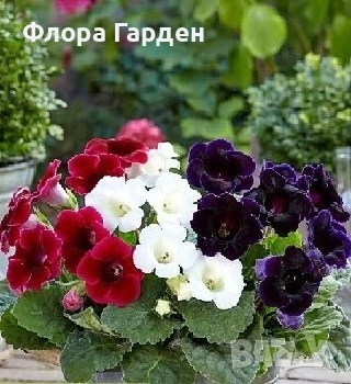 КАЛА, ГЛОКСИНИЯ - Грудки - ПРЕДВАРИТЕЛНИ ПОРЪЧКИ, снимка 16 - Градински цветя и растения - 53659916