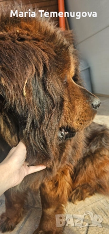 Тибетски мастиф , снимка 8 - Мастиф - 53327433